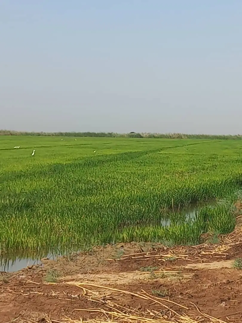 زمین ۲۲۲متر