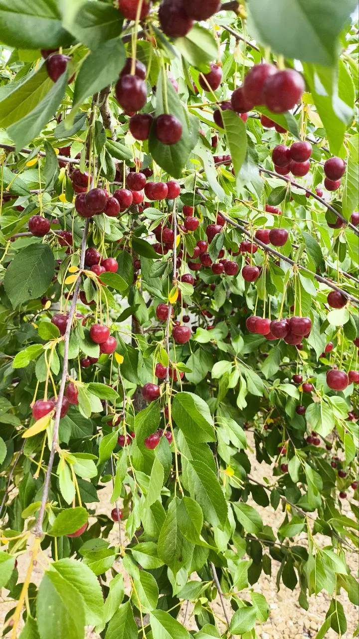 فروش خانه باغی