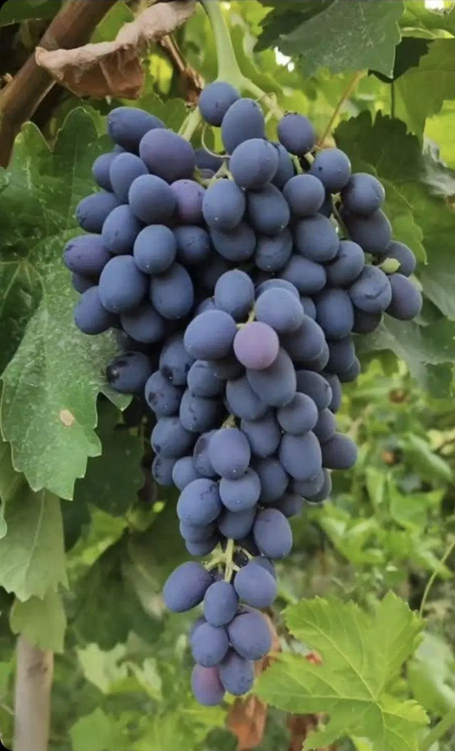 باغ انگور سنتی آشنستان