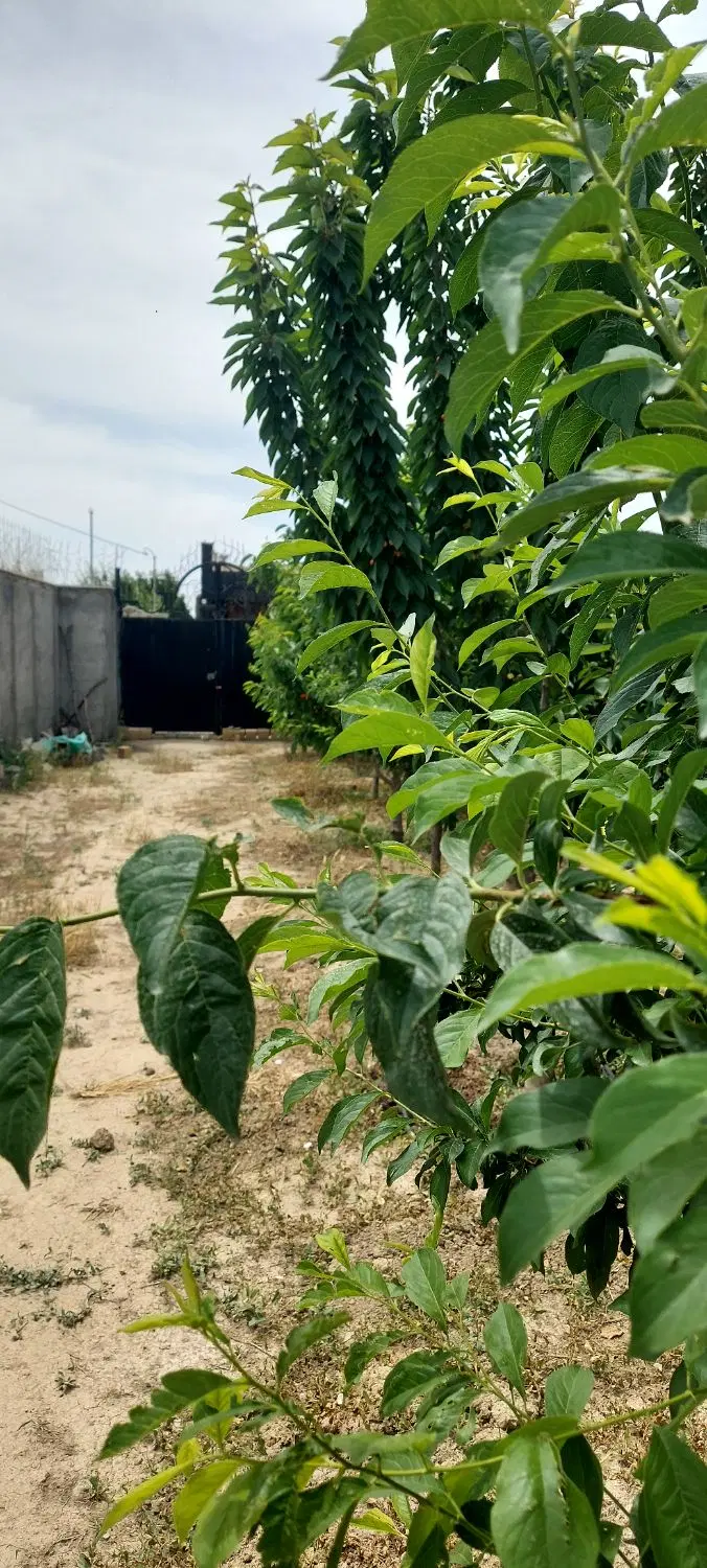 فروش زمین ۳۷۵متری غرب استان تهران