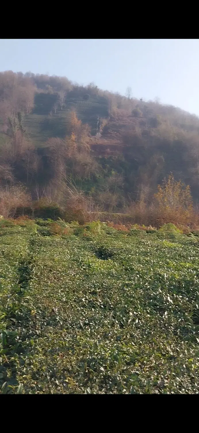 زمین