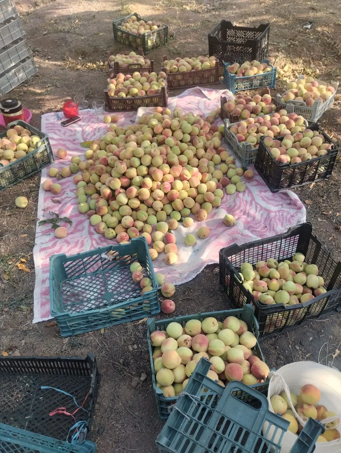 باغ