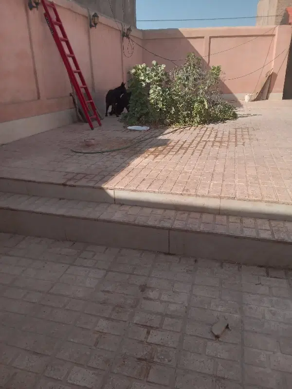 حیطه طلا مجتمع شرکت برق نسترن ۲