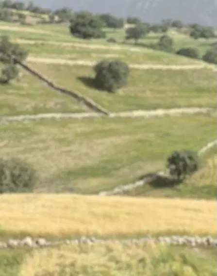 زمین زراعی جاده سهلکی