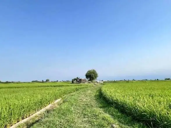 زمین کشاورزی