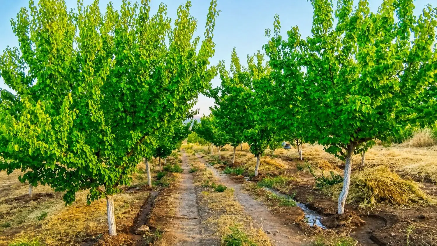 باغ وزمین