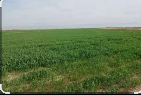 قطعه زمین