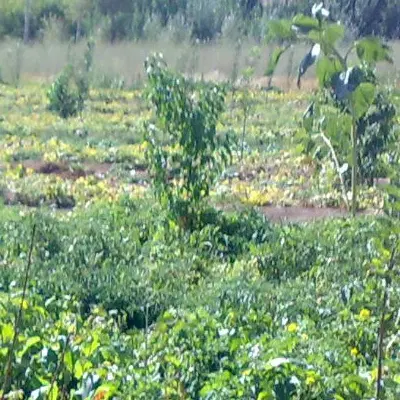 زمین دیمی یک هکتار