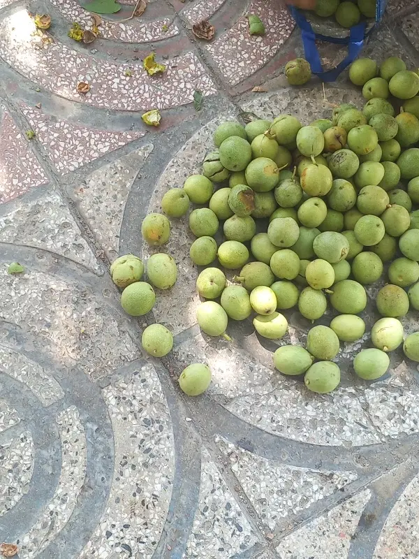 اجاره باغ گردو