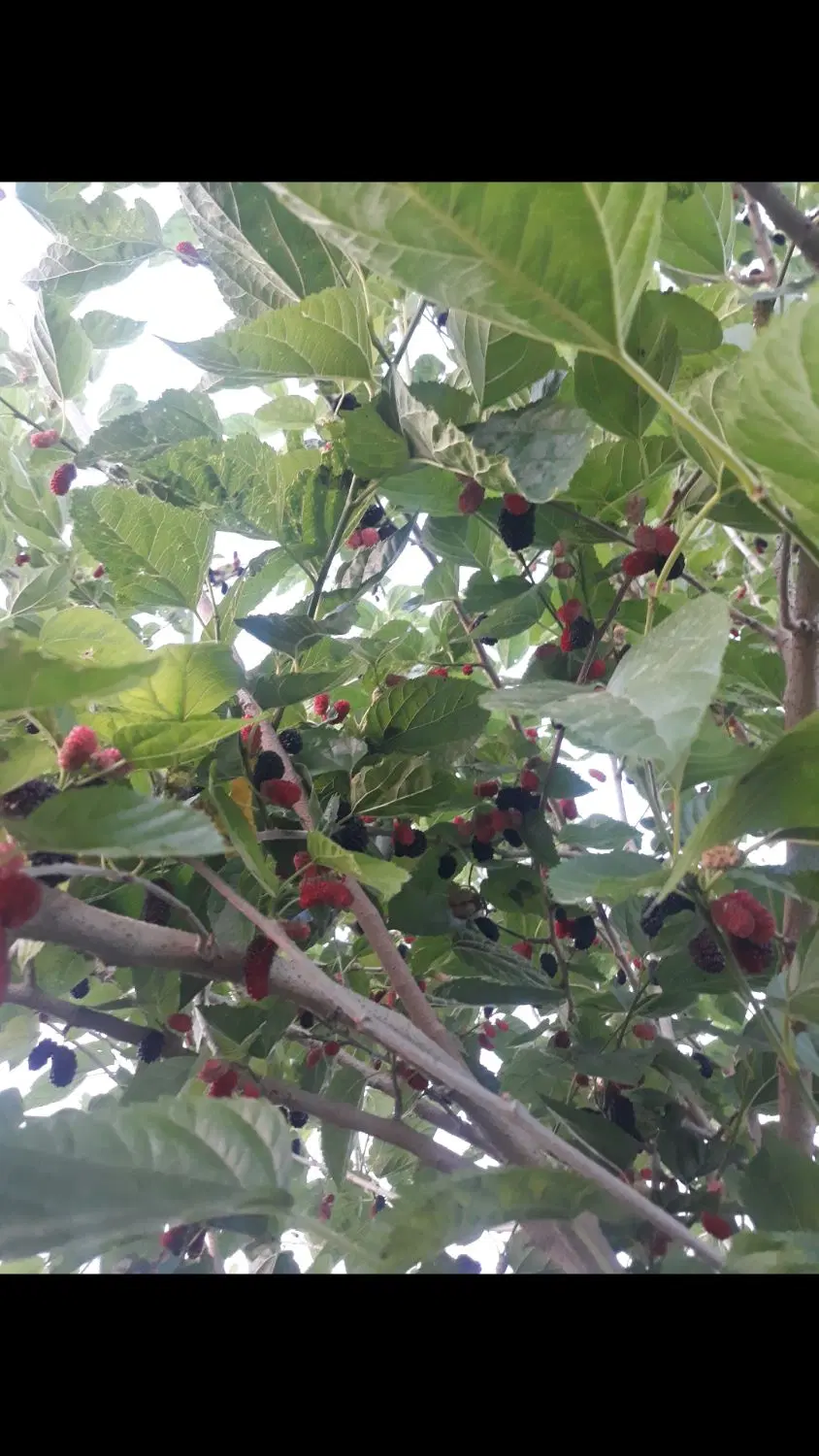 باغچه داخل کوچه باغ قیمت مناسب
