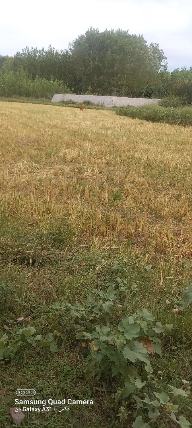 ۱۸۴۰مترشالیزار