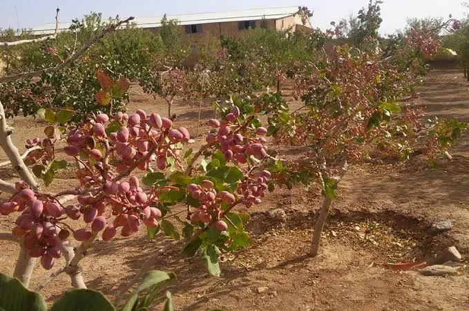 باغ پسته احمداقایی