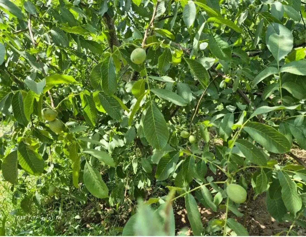 گردو اجاره