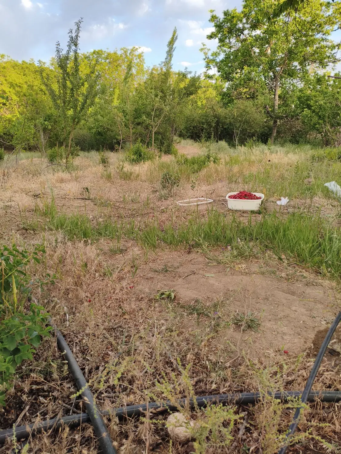 اجاره زمین کشاورزی