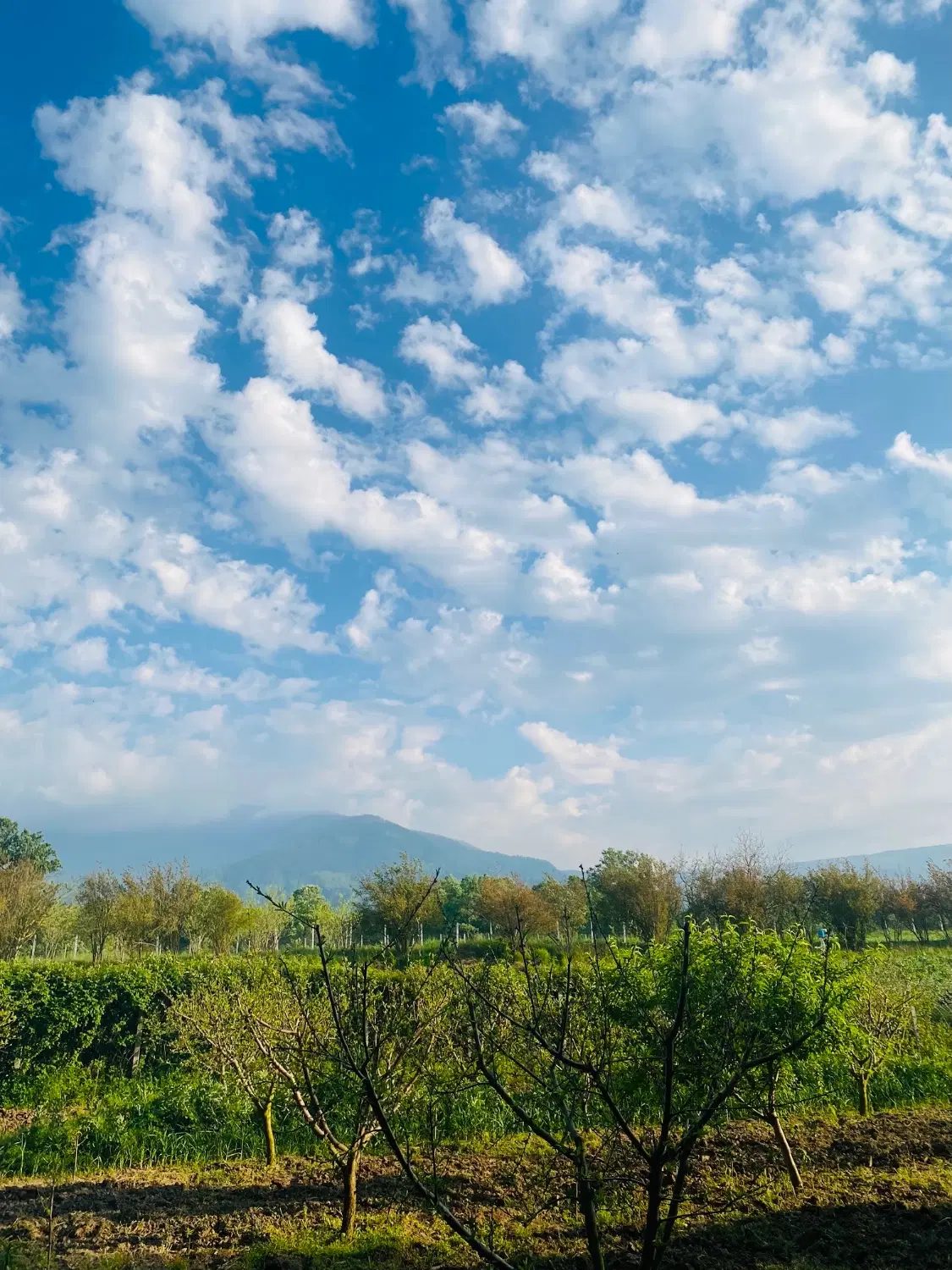زمین مسکونی