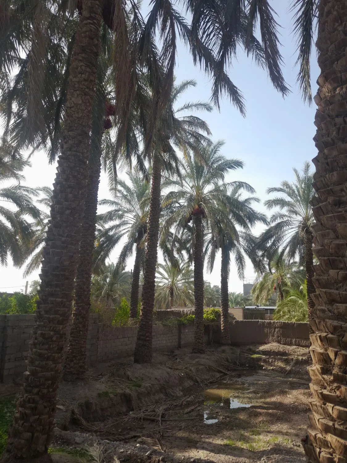۱۱۵۰مترزمین میدان آزادی بم