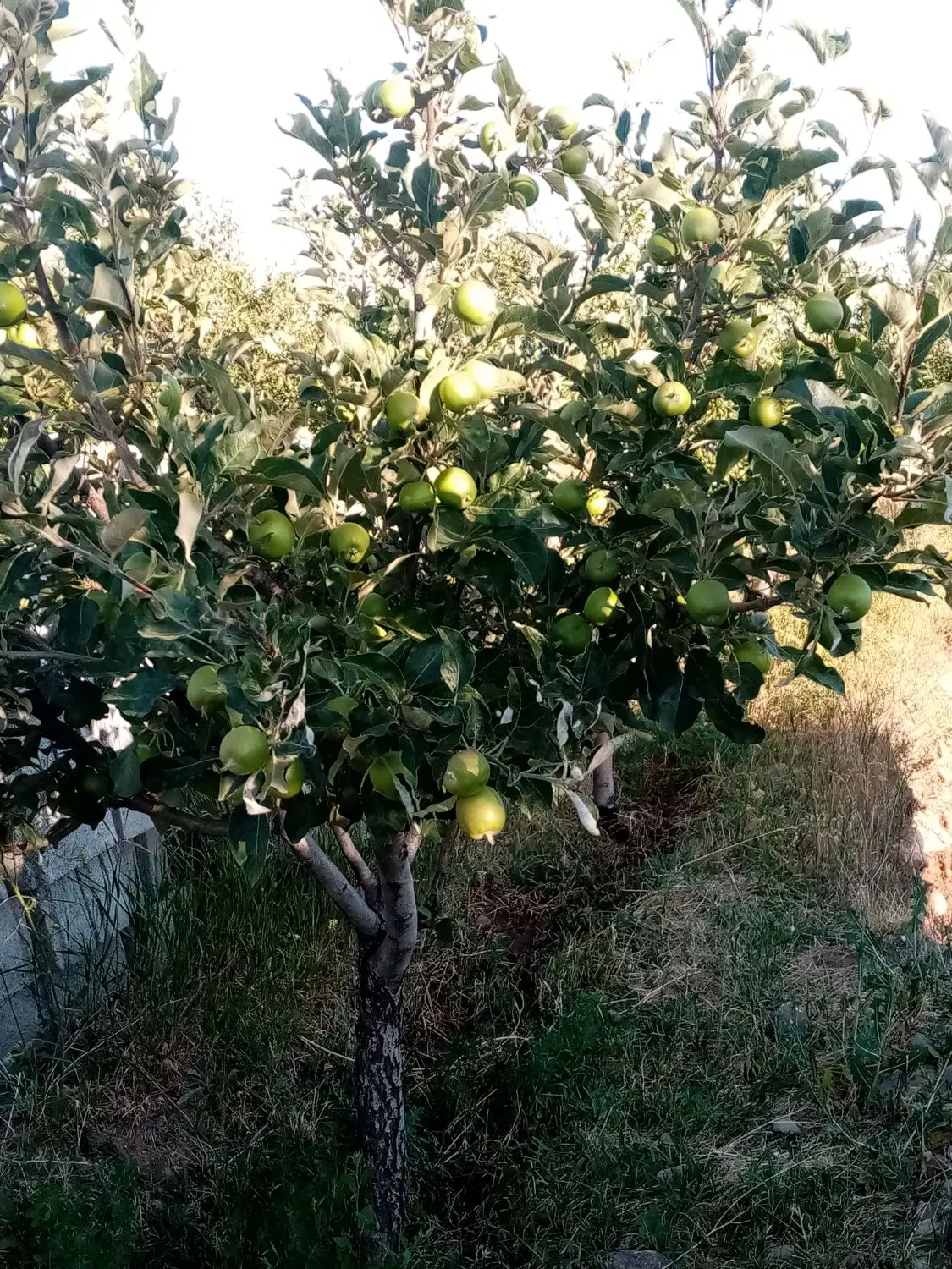 باغ درخانه و ویلا