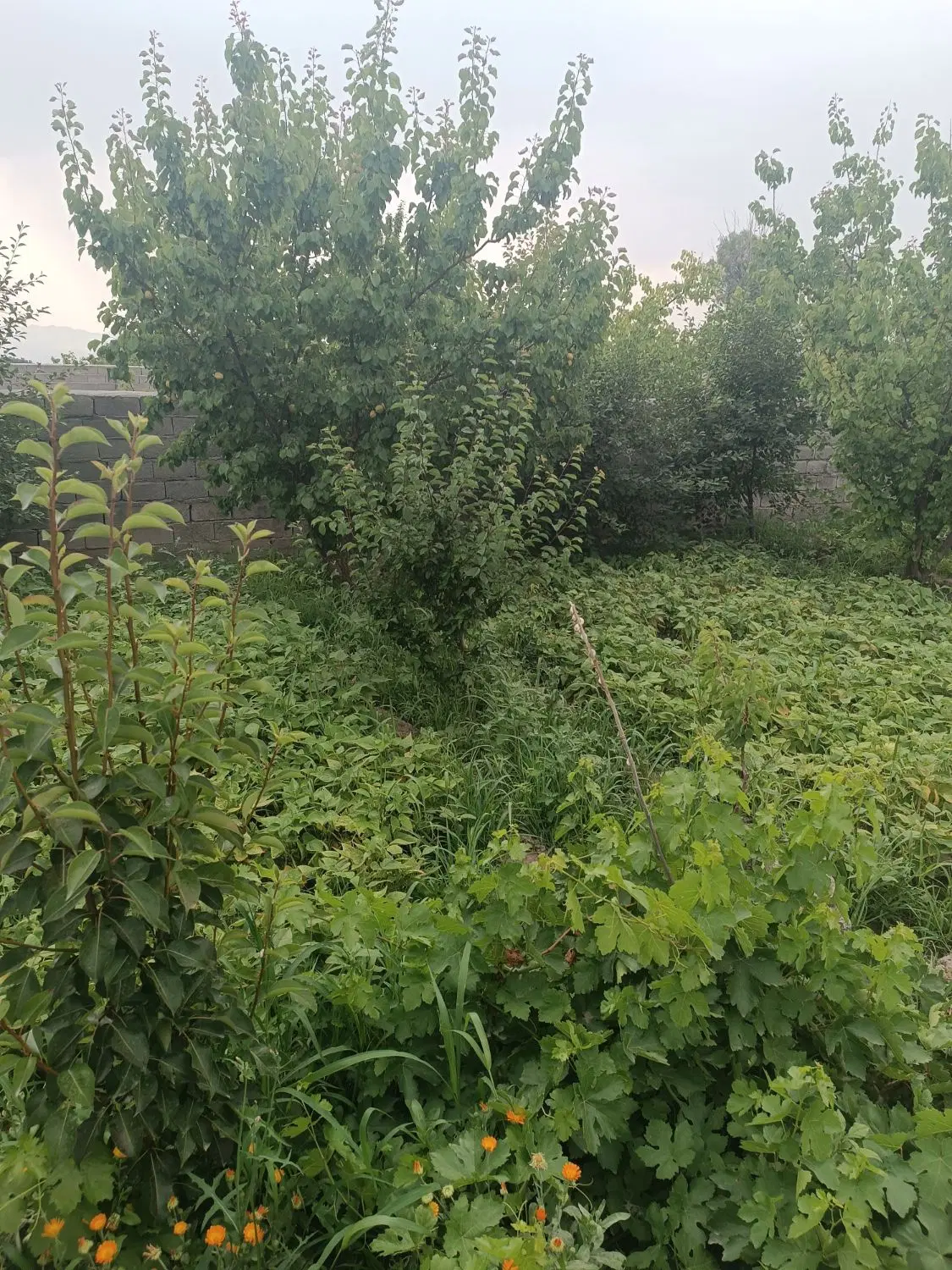 باغغ .ویلایی با امکانات مکفی