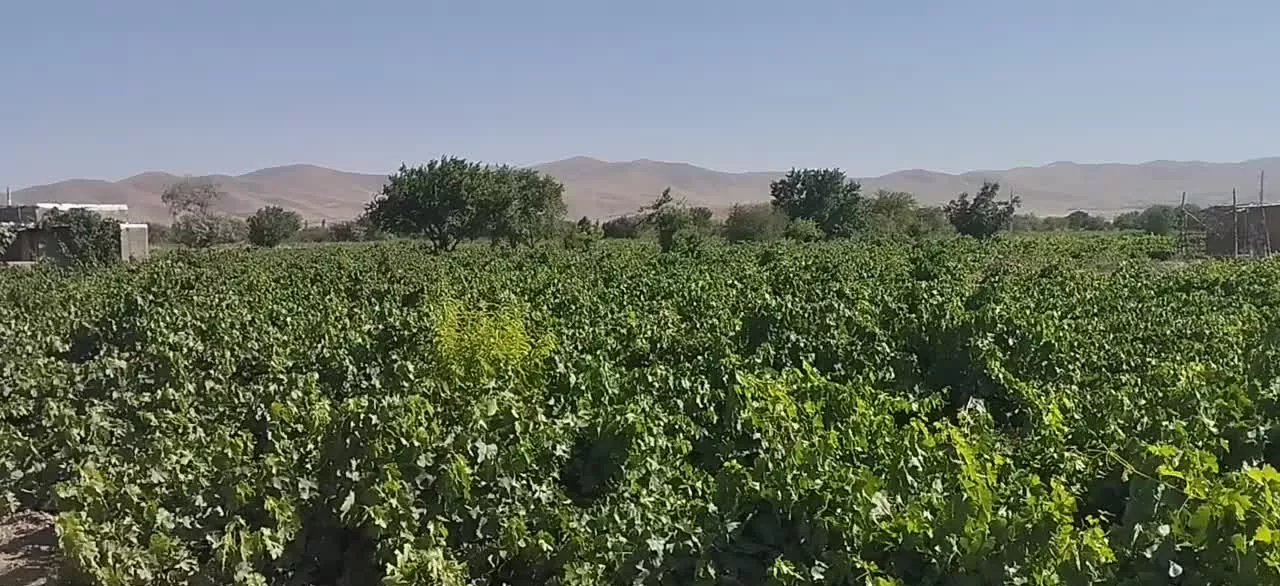 فروش باغ