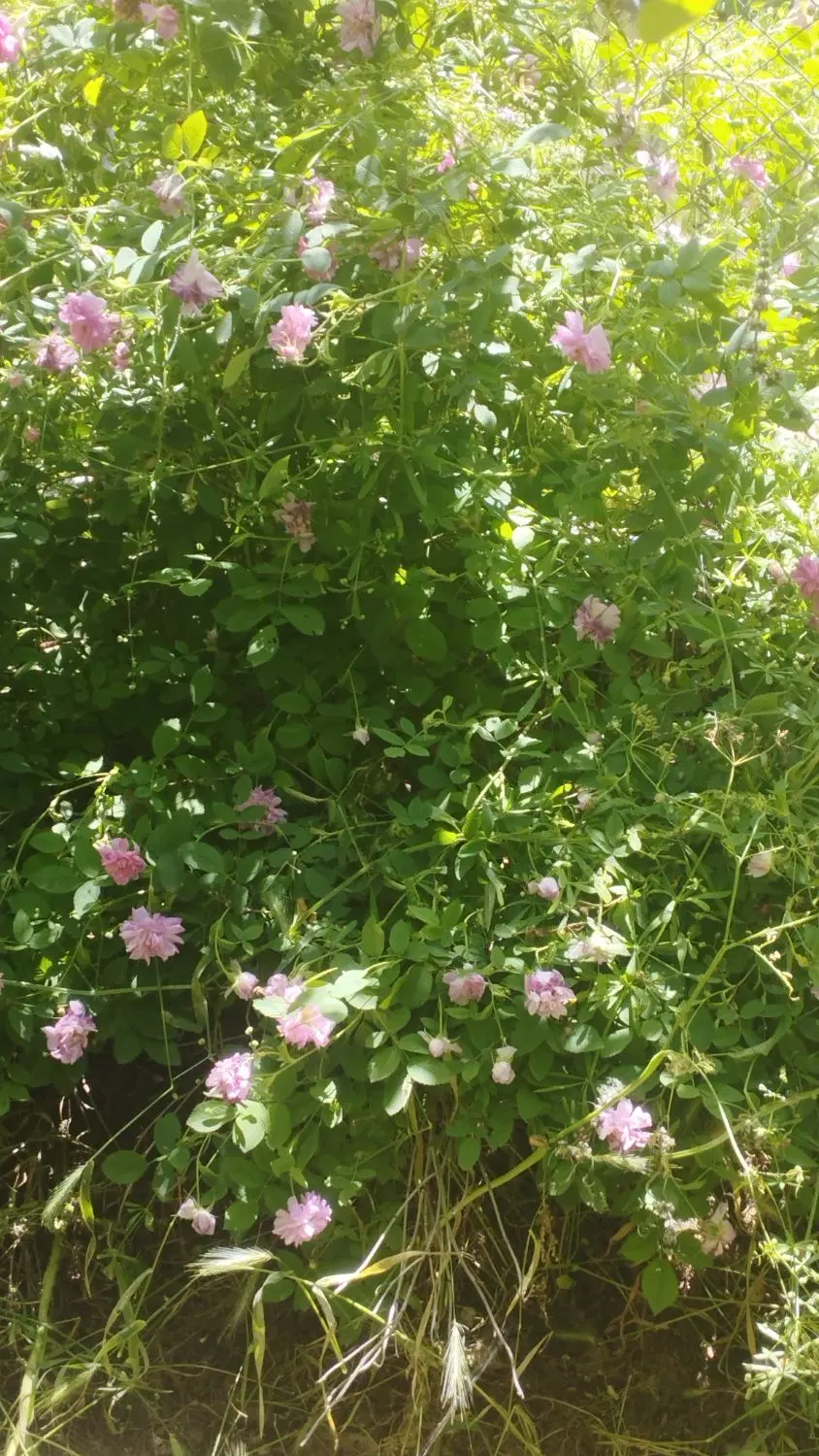 فروش خانه باغ