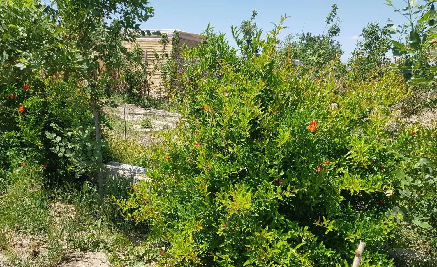 باغچه ۸۰۰ متری نظام آباد