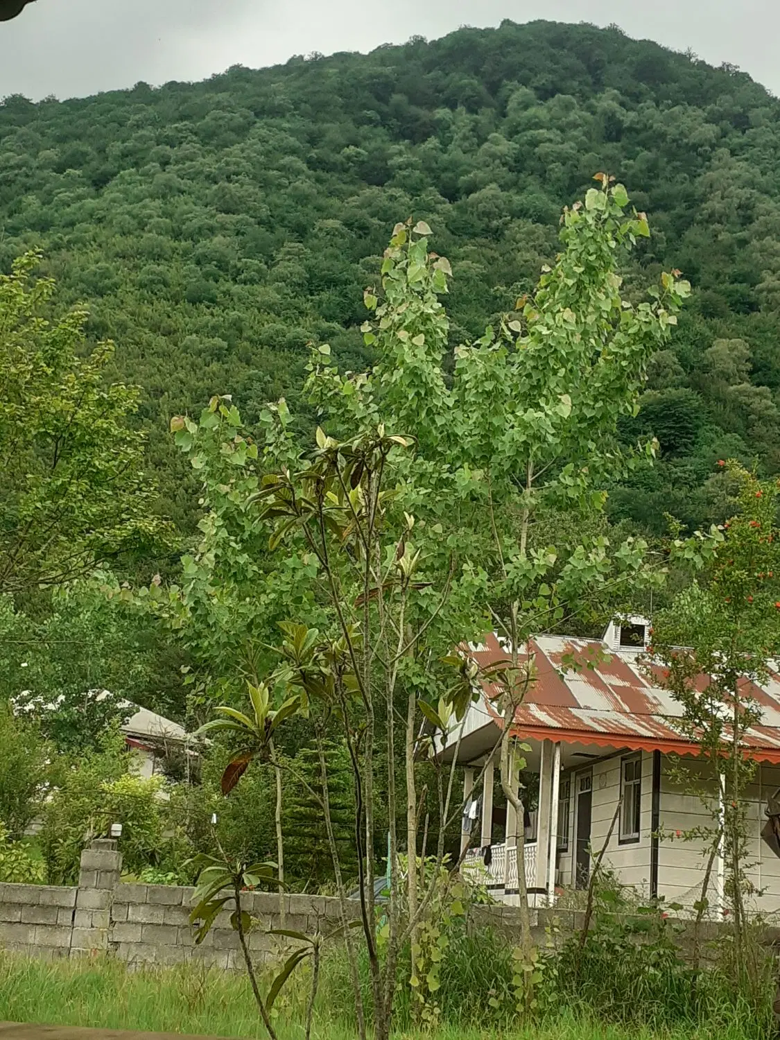 پایه کوه