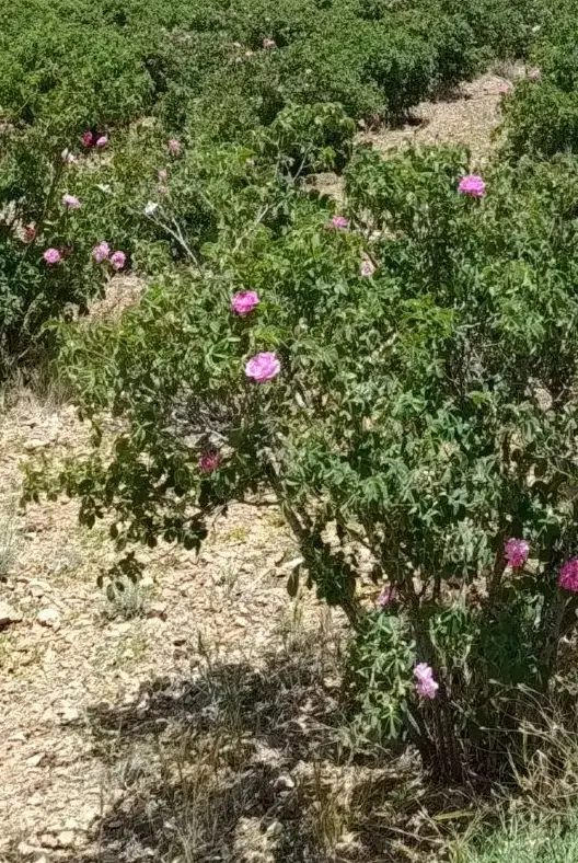 فروش باغ گل محمدی