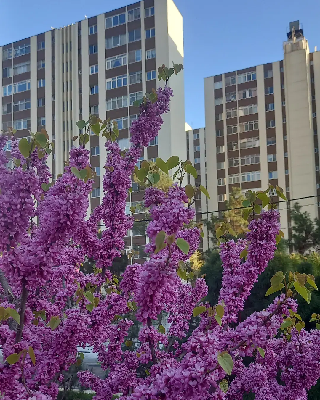 ۱۴۵متر ۳خواب پارکینگ با انباری ۱۰متری