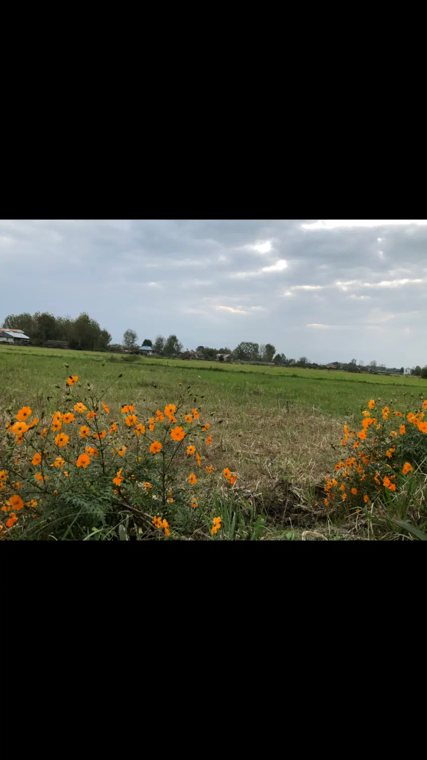 زمین ۲۰۸ متری با کاربری مسکونی و سند تک برگ