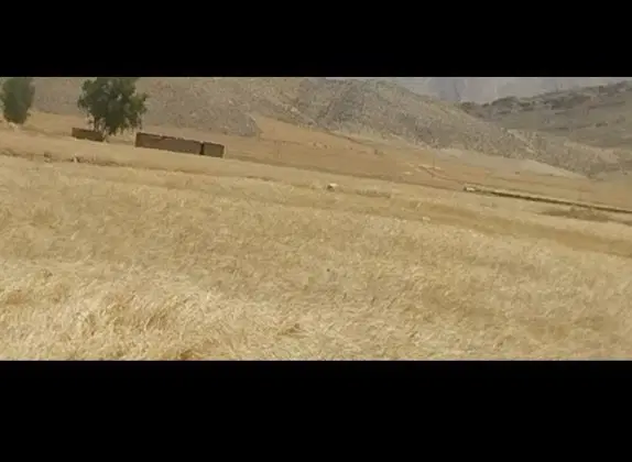 زمین دیم