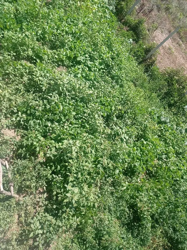 فروش زمین