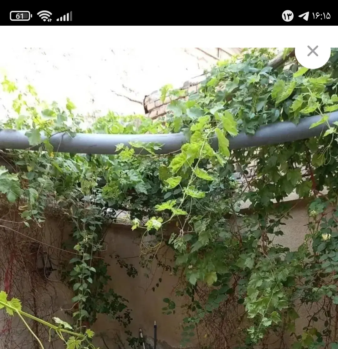 خانه نقلی رهن و اجاره