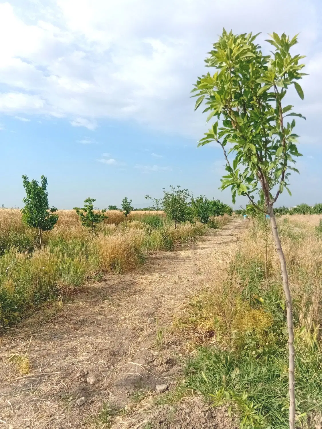 باغچه معاوضه