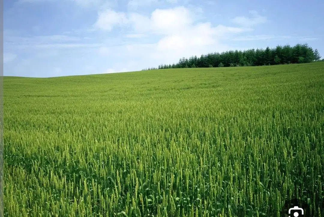 زمین کشاورزی