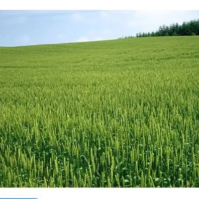 زمین کشاورزی ۵هکتار