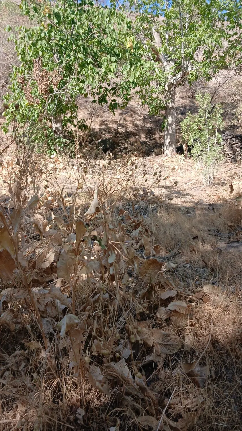 دامداری  هزارمتری