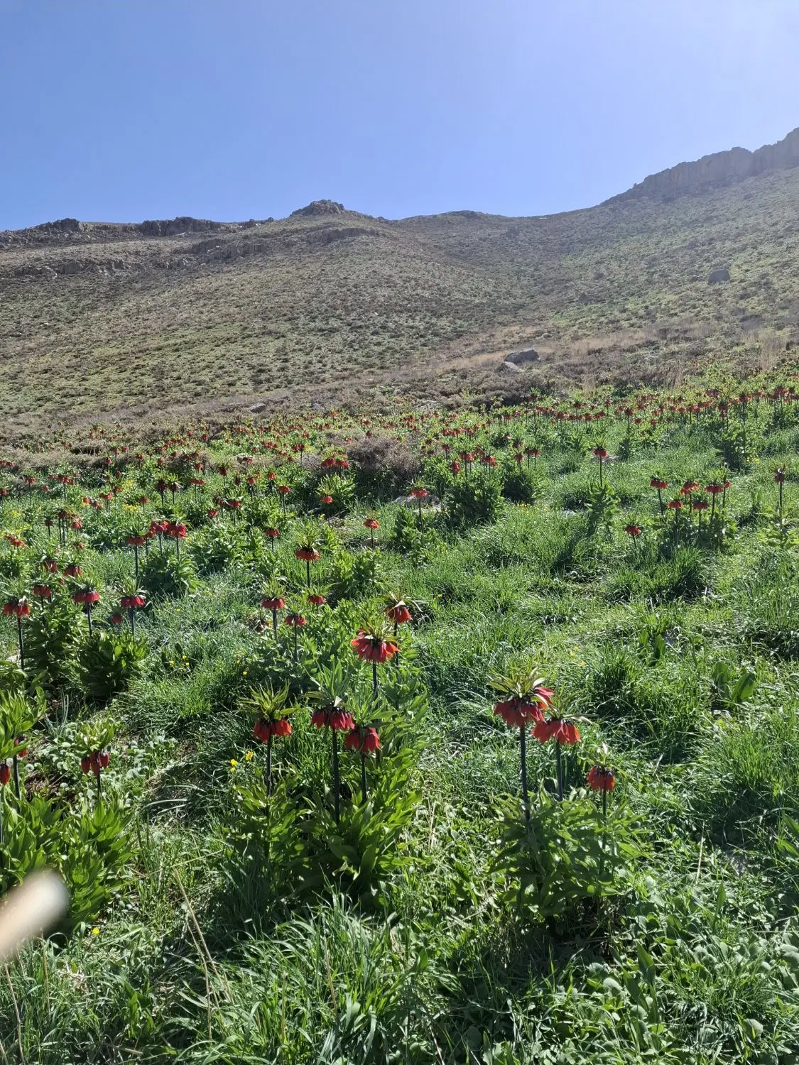 فروش زمین