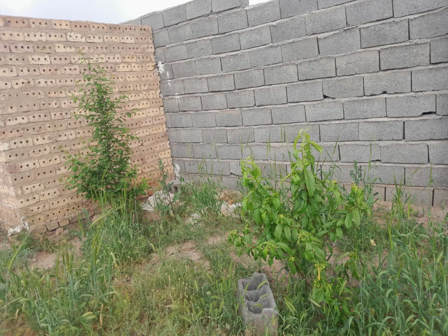 باغ ۵۰۰متری