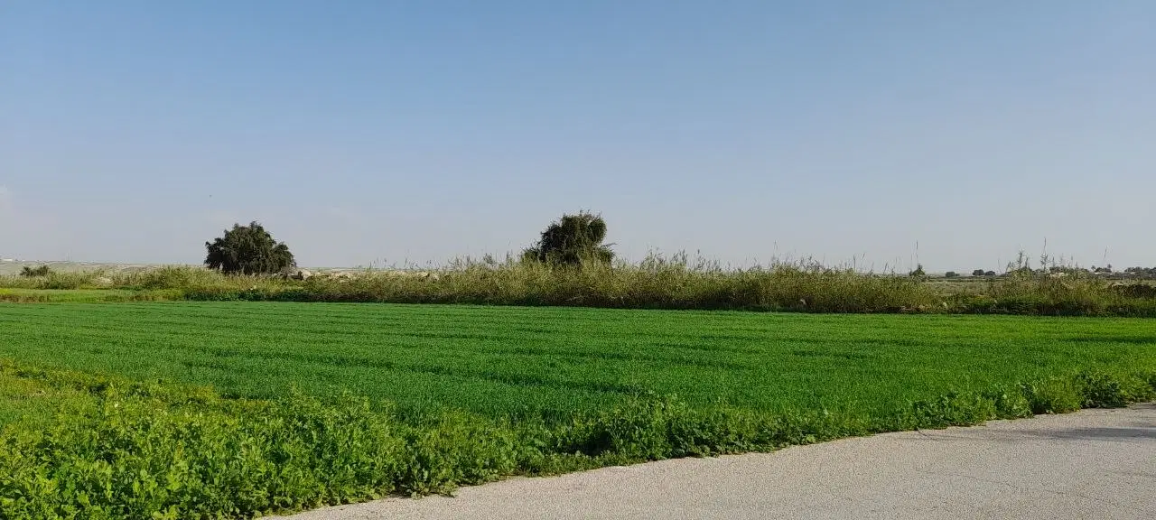 ۱۰۰۰ متر قلعه سید بر اصلی روستا دارای طرح هادی