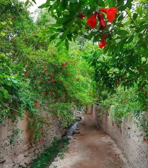 باغ بیده