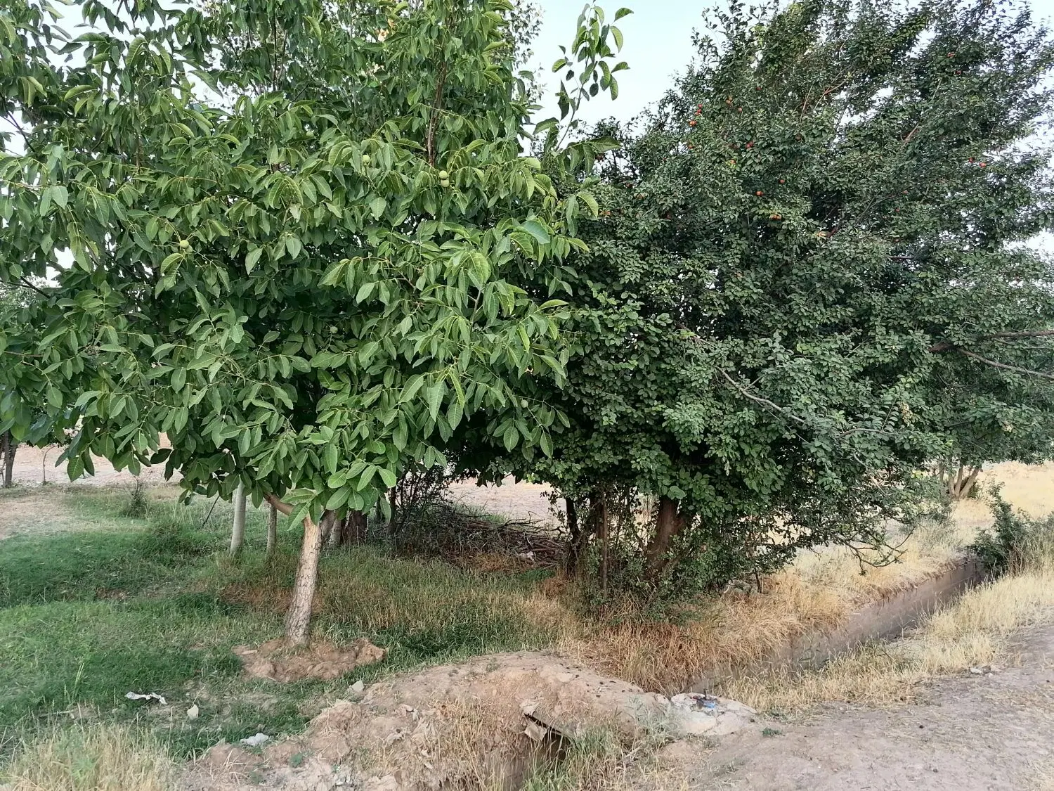فروش باغ میوه مناسب خانواده محدوده بنارود شکرک