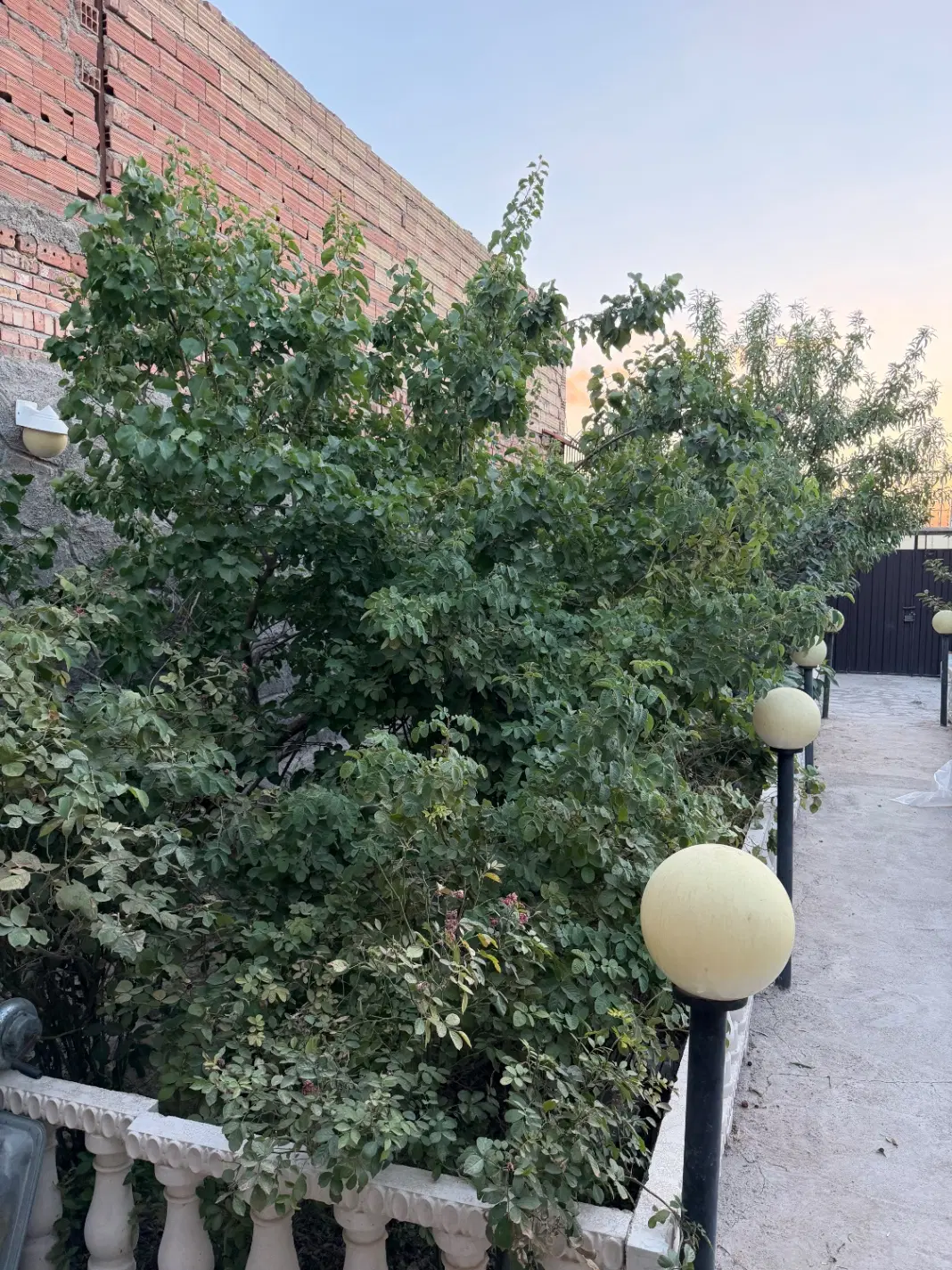 باغ نقلی سردرود