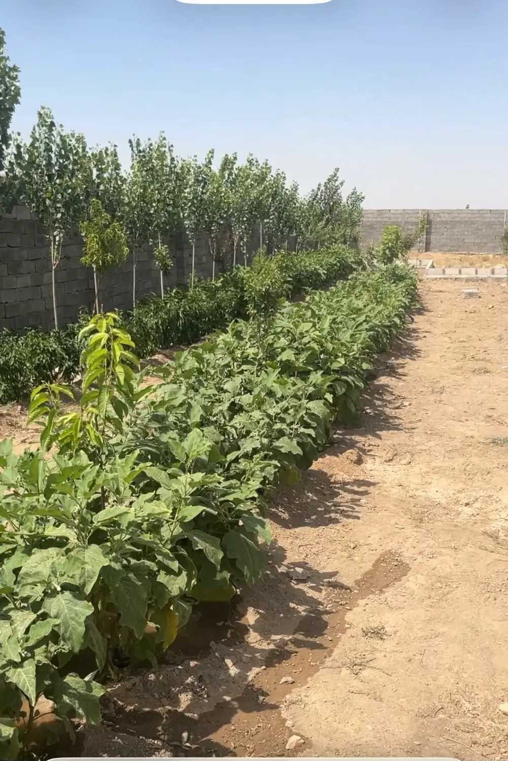 باغچه‌چهار‌دیواری‌کردان‌بانو‌صحرا