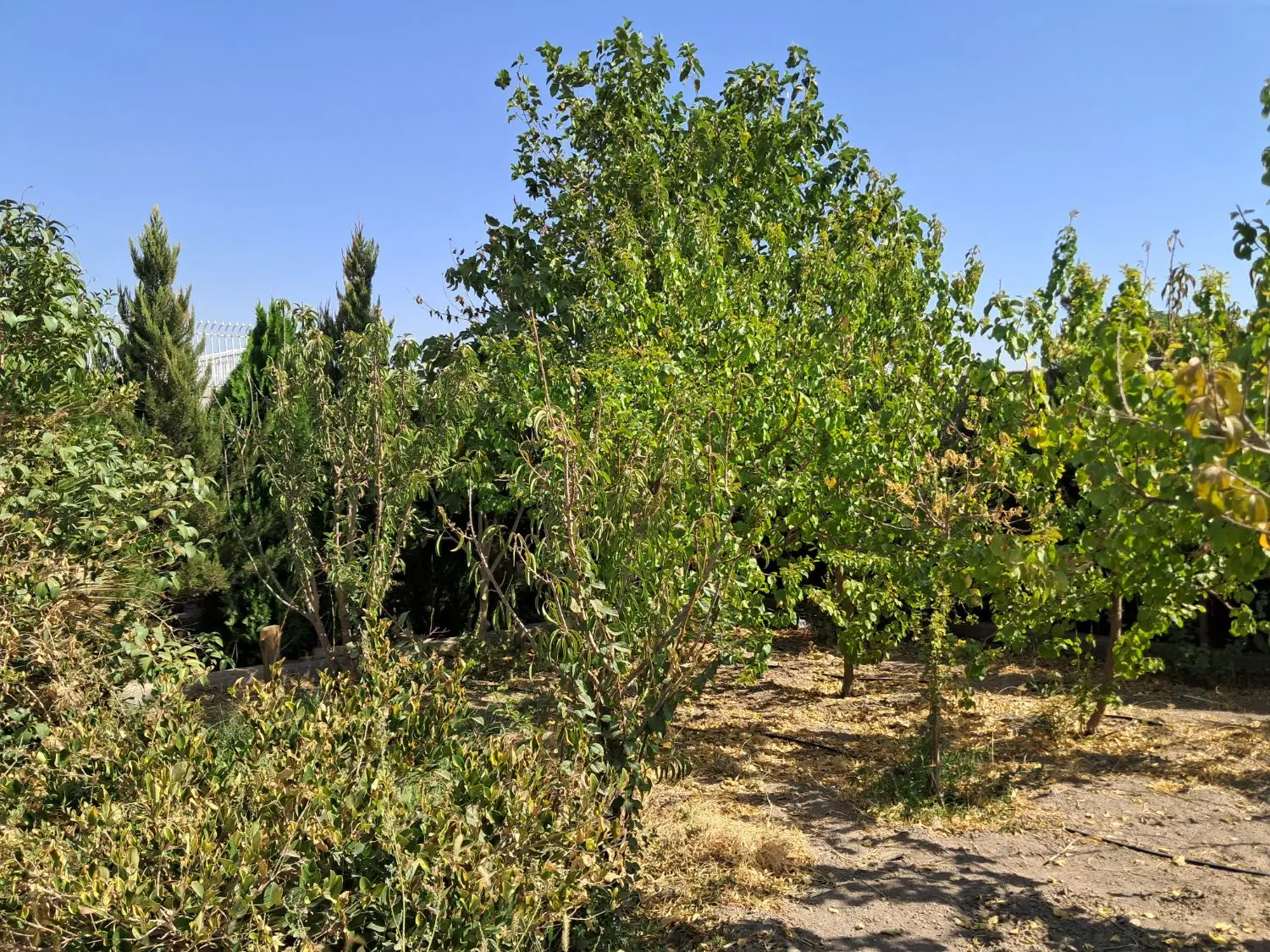 باغ چهاردیواری سند تک برگ گل مینا