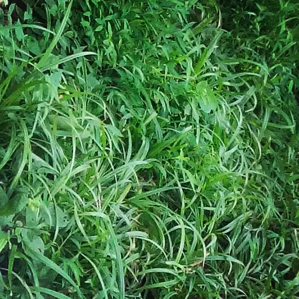 باغچه ۲۸۸ متری