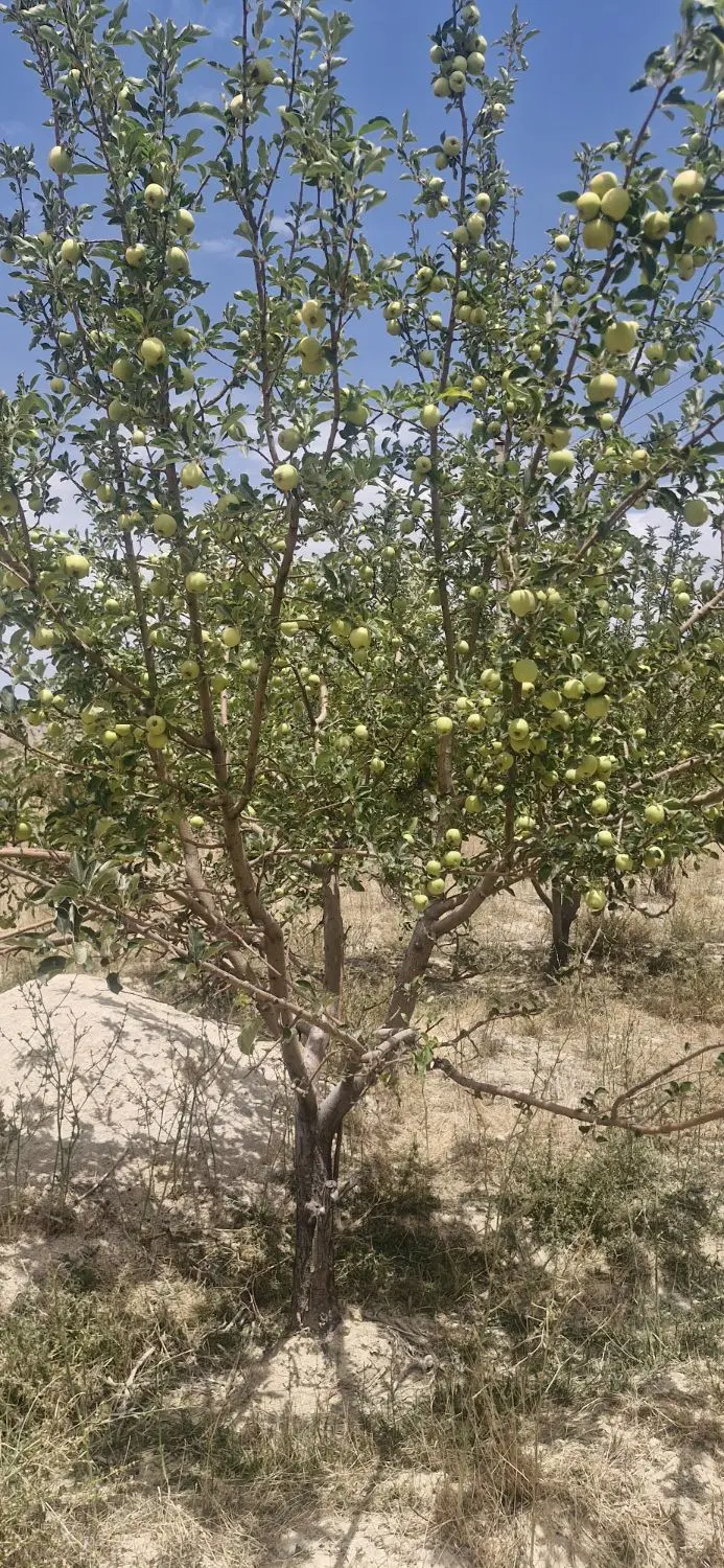 باغ سند دار 1300متری سیب ثمری سردسیر