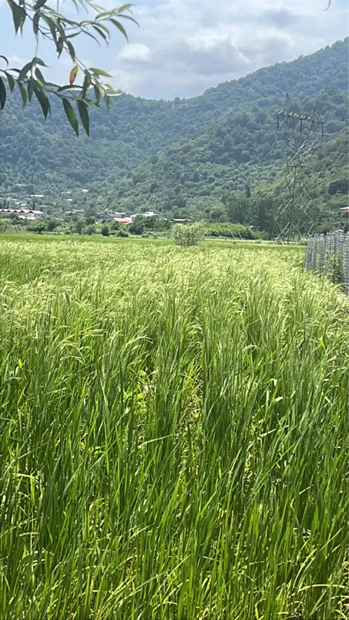 زمین مناسب باغ کیوی