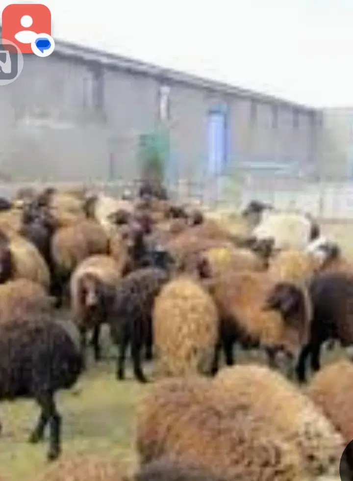 دامداری صنعتی با پروانه بهداشتی وبهره برداری