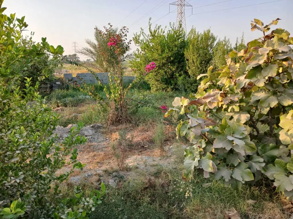 فروش خونه باغ ثمری ( مرکبات و نخل خرما )