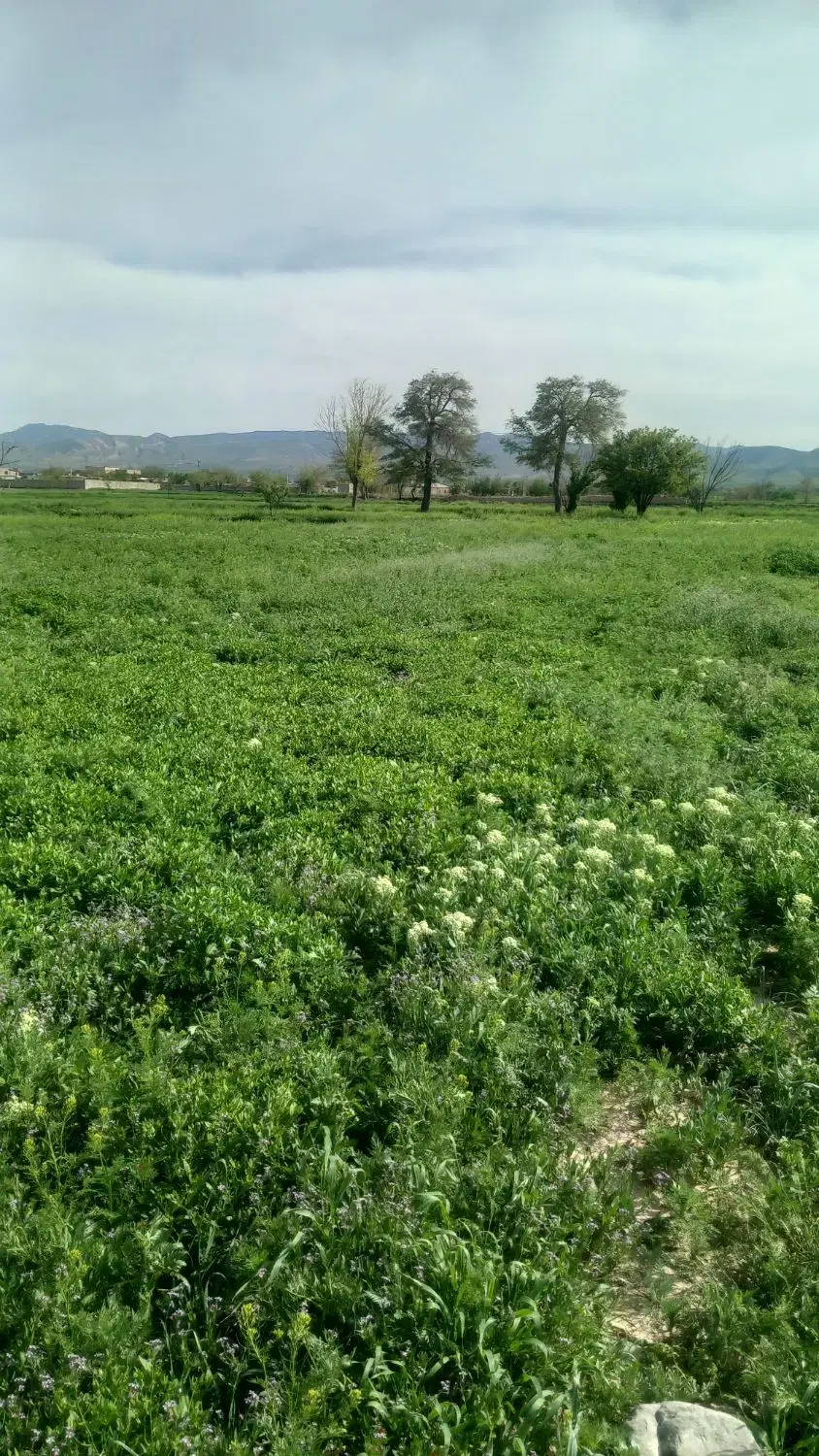 شهرکهنه زمین فروشی سنددار ۷۰۰متری